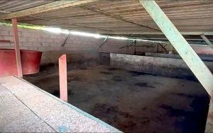 Animales asegurados