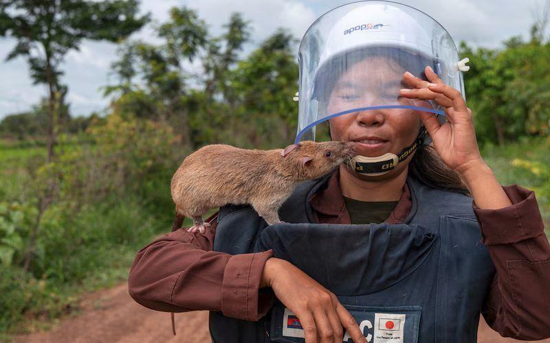Ratas africanas