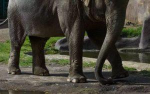 Elefante persigue