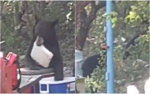 Oso se coló en