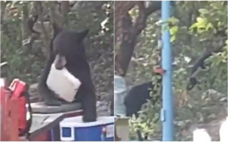 Oso se coló en