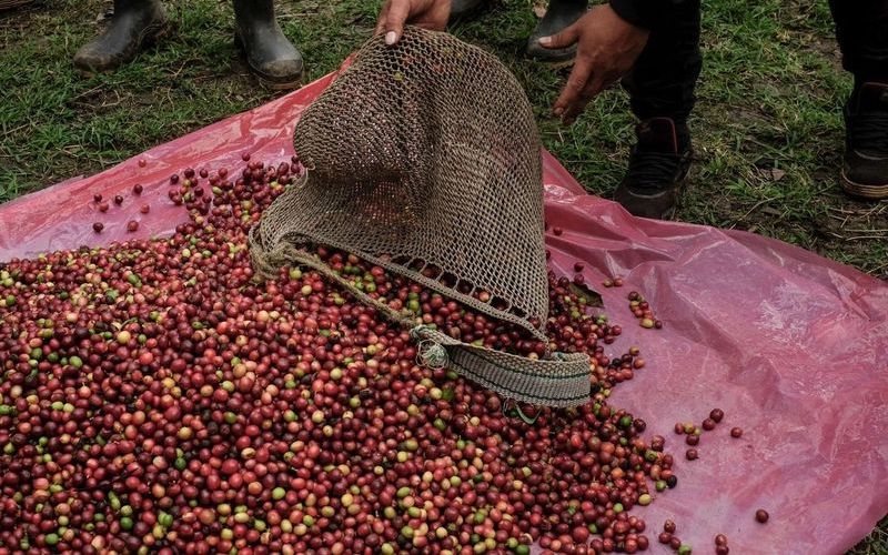 Acusan productores