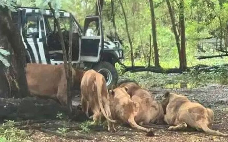 Cuidador de safari