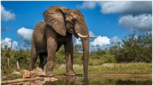 Elefante ataca