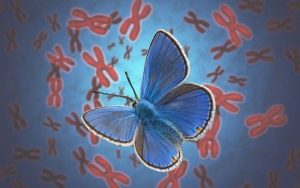 Hallan una mariposa