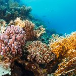 Give-The-Gift-Of-Coral-Image-1