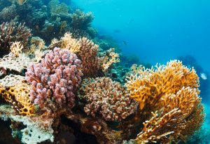 Give-The-Gift-Of-Coral-Image-1
