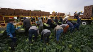 Trabajadores agrícolas