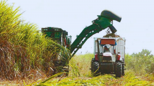 falta-de-diesel-perjudica-el-avance-de-la-zafra-canera