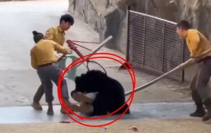 Oso ataca a empleado