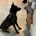 Aseguran en Aeropuerto