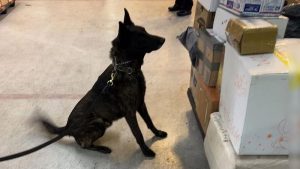 Aseguran en Aeropuerto