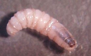 Gusano barrenador