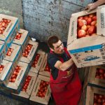 El jitomate, transporte