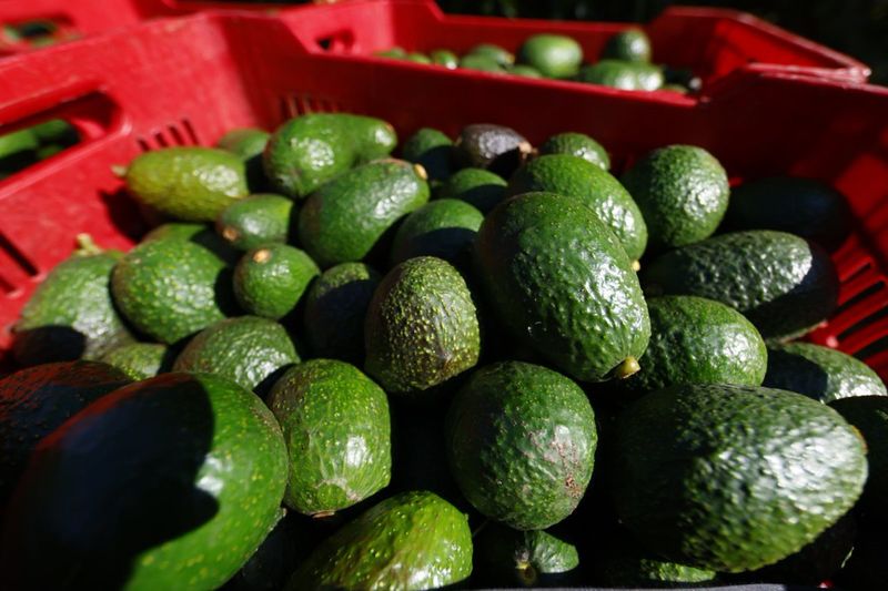 Aguacateros modifican