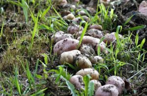 Productores denuncian